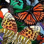 play Butterflies-Spot-The-Difference