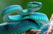 play Snake Survival