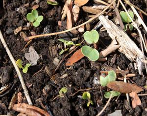 play A Beginner'S Guide To Compost