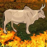 play Fire-Forest-Bull-Escape