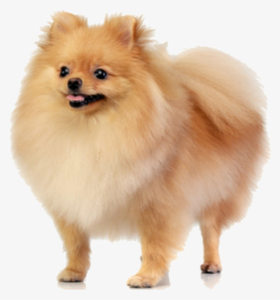 play The Secret Cyborg Dogs