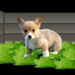 play Dog-Escape-From-Forest