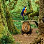 play Hidden-Animals