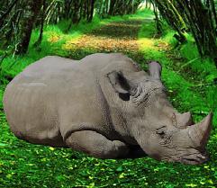play Wowescape Save The Rhinoceros