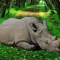 play Save The Rhinoceros
