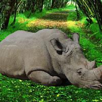 play Wowescape Save The Rhinoceros