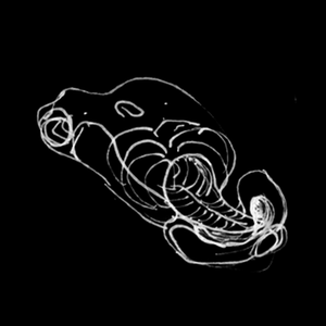 play V0.1.0 Body