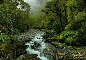 play Amazon Jungle Fun Escape