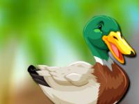 play Mallard Duck Escape