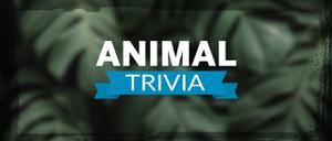 play Animal Trivia