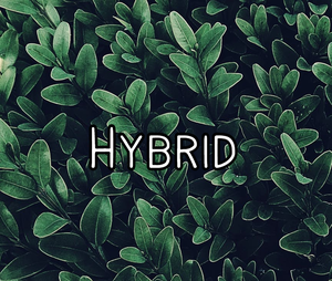 play Hybrid