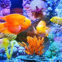 play Hog Underwater Hidden Fish