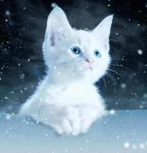 play Cat Cilcker V1.O