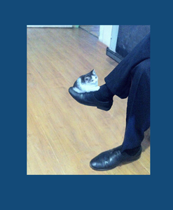 play Kitten On Leg