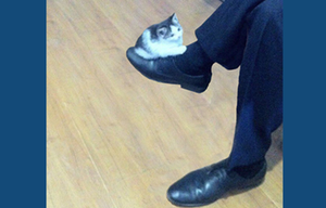 play Kitten On Leg