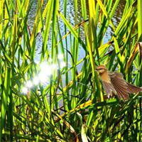 Family Escape From Tall Grass