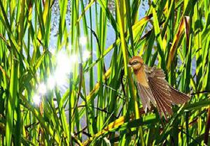 Family Escape From Tall Grass