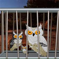 Desert Great Basin Owl Family Rescue
