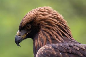 play Aquila Rapax