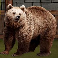 play The Grizzly Bear Rescue