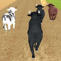 play Bull Racing