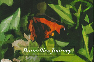 Butterflies Journey