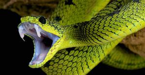 play Snake Battle Royale