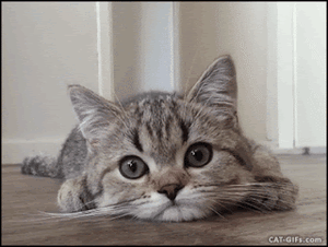 play Press E To Pat The Cat