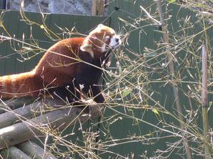 play Red Panda Adventures (Jam Version)