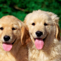 Jigsaw Puzzle: Doggies