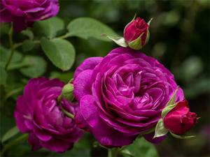 play Purple Roses Puzzle