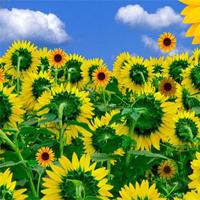 play Hidden Sunflower