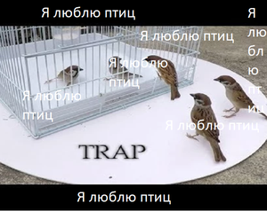 Я Люблю Птиц