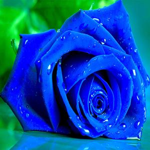 play Blue Roses Puzzle