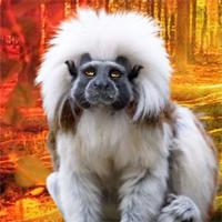 play Rescue The Tamarin