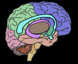 play The Brain