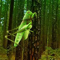 Grasshopper Forest Escape