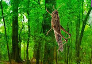 play Grasshopper Forest Escape