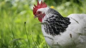play Chicken The Mission