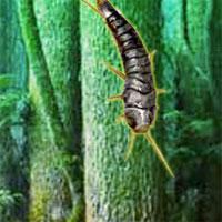 play Silverfish Forest Escape