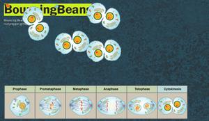 play Cells(I)| Mitosis | Bouncing Beans 2.0