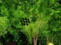 play Cloud Forest
