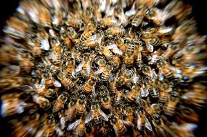 play Bees Are Fucking Everywhere!
