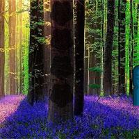 Lavender Forest Escape