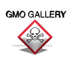 play Gmo Gallery _ Exhibition1