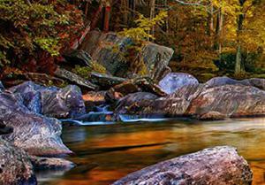 Tropical Deciduous Forest Escape