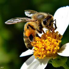 Pollination Quest