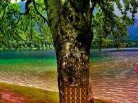 play Trunk Tree Forest Escape