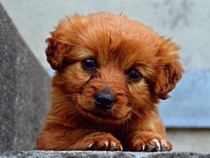 play Puppy Puzzle