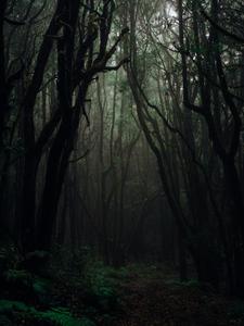play A Dark Forest